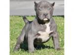 Biete Liebevolles American Staffordshire Pitbull Welpen.whatsapp Nummer (+4915217825995)