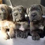 Biete Liebevolles Cane Corso Welpen zu verkaufen 4 Jungs und 3 Mdchen mit papieren whatsapp Nummer (+4915217825995)