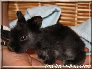 Biete L&ouml;wenk&ouml;pfchen, Kaninchen, Nachwuchs