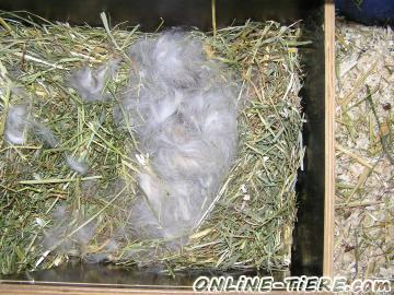 Biete L&ouml;wenk&ouml;pfchen, Kaninchen, Nachwuchs