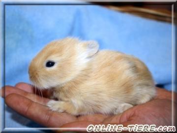 Biete L&ouml;wenk&ouml;pfchen, Kaninchen, Nachwuchs