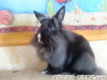 Biete L&ouml;wenk&ouml;pfchen, Kaninchen