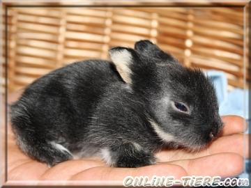 Biete L&ouml;wenk&ouml;pfchen