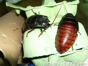 Biete Madagaskar Fauchschaben unterschiedlicher Gr&ouml;&szlig;e