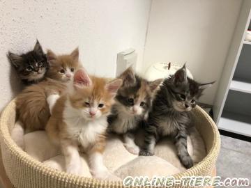 Biete Maine Coon Babys