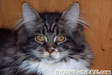 Biete Maine Coon, Edelmix