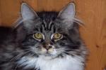 Biete Maine Coon, Edelmix