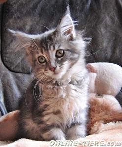 Biete Maine Coon, Kitten, K&auml;tzin, Kater, Coonie