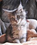 Biete Maine Coon, Kitten, K�tzin, Kater, Coonie