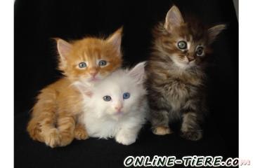 Biete Maine Coon