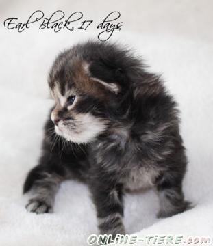 Biete Maine Coon