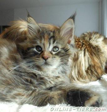 Biete Maine Coon