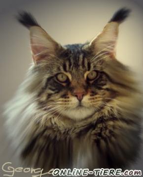 Biete Maine Coon