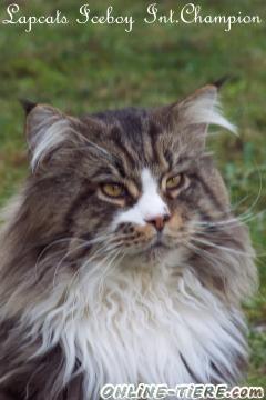 Biete Maine Coon