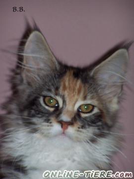 Biete Maine Coon