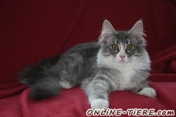 Biete Maine Coon