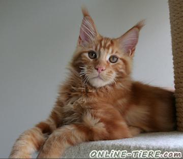 Biete Maine Coon