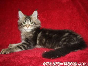 Biete Maine Coon