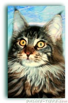 Biete Maine Coon