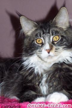 Biete Maine Coon