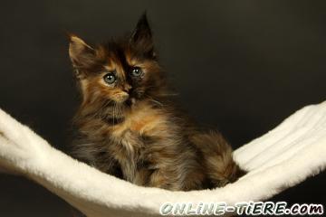 Biete Maine Coon