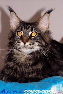 Biete Maine Coon