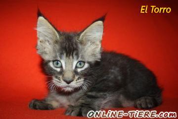 Biete Maine Coon