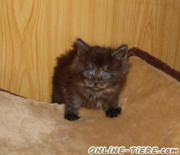 Biete Maine Coon
