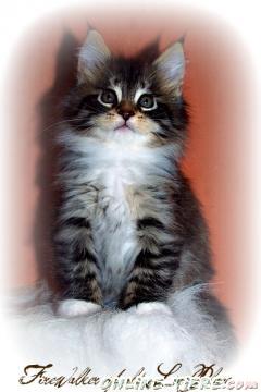 Biete Maine Coon