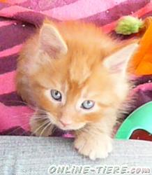 Biete MAINE COON
