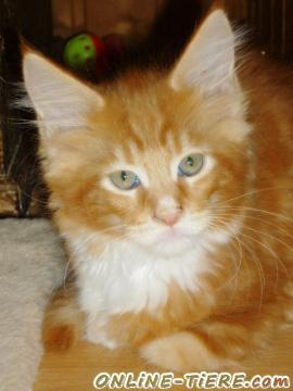 Biete Maine Coon