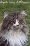 Biete Maine Coon