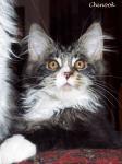 Biete Maine Coon