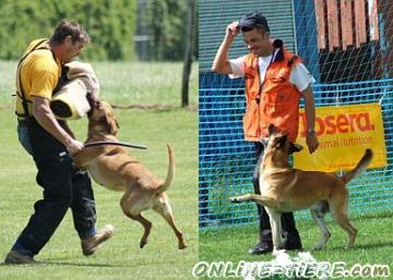 Biete Malinois - Belgischer Sch&auml;ferhund