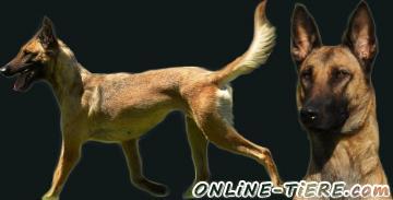 Biete Malinois, Belgischer Sch&auml;ferhund