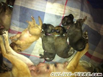 Biete Malinois, Sch&auml;ferhund