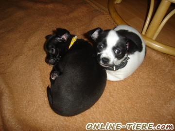 Biete Malteser,Chihuahua, Welpen, Edelmix, Mini-Mini, 1 Rüde, 1 Hündin