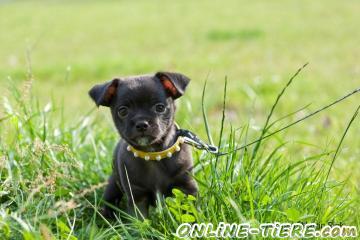 Biete Malteser Chihuahua