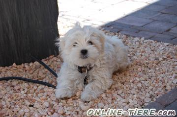 Biete Malteser-ShihTzu