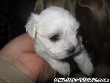 Biete MALTESER WELPEN