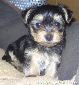 Biete Malteser, Yorkshire-Terrier