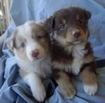 Biete Mini Aussies