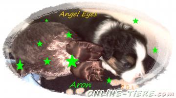 Biete Mini Australian Sheperd