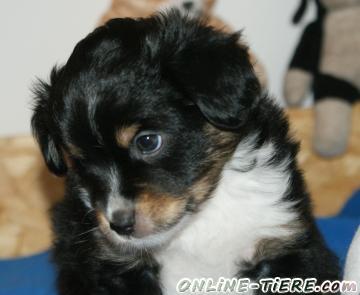 Biete Mini Australian Shepherd