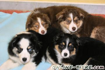 Biete MIni Australian Shepherdwelpen
