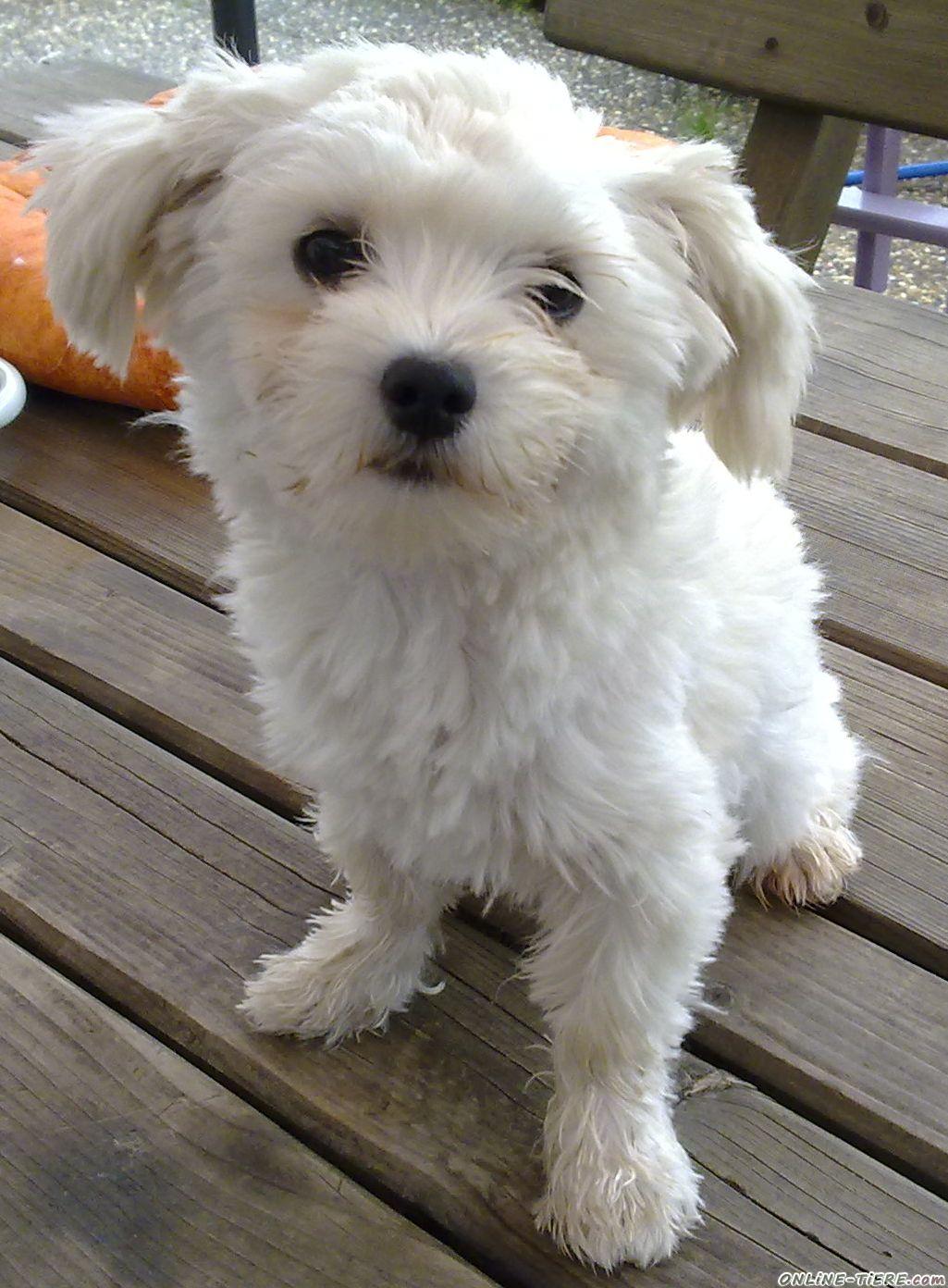 Kein Inserat in Hunde Hunde zu verkaufen 5314 Kleinanzeigen