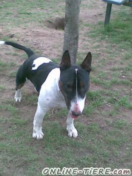 Biete Miniatur Bullterrier, Deckrüde