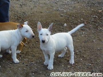 Biete Miniatur Bullterrier Welpen