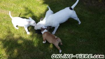 Biete Miniatur Bullterrier
