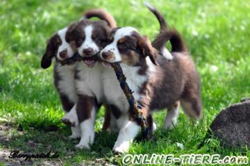 Biete Miniature Australian Shepherd